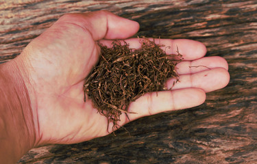 Hand holding tobacco.