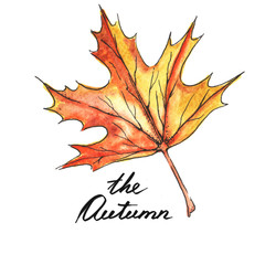 Naklejka premium Watercolor and ink hand drawn illustration of colorful bright autumn leaf isolated on the white background