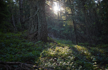 Fototapeta premium Sunset Forest Trees