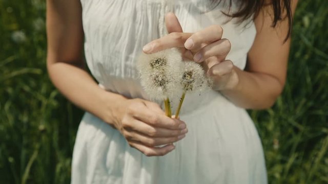 young girl holding in the hands a bouquet of white dandelions