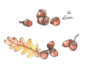 Watercolor and ink acorn illustrations. Hand drawn different acorns isolated on the white background