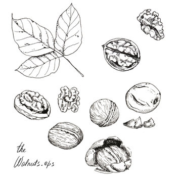 Hand drawn line art. Ink sketch of different walnuts isolated on the white background