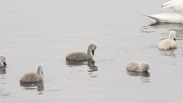 swan cygnets swimming in the lake