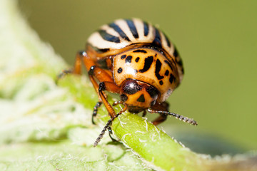 Colorado beetle on potato leaf.