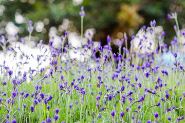 Lavender flower. Beautiful lavender flower lit by sunlight