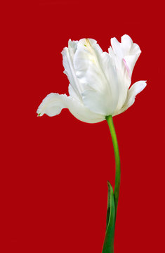 Beautiful view of white tulips