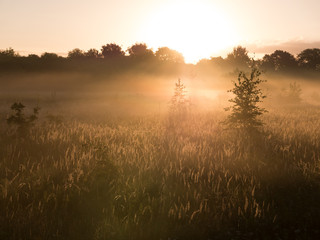 Sunrise over a meadow