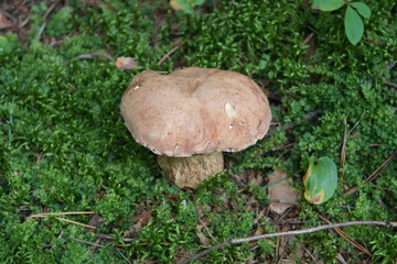 Polish mushroom