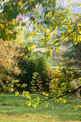 View of the lawn through the branches of trees in autumn