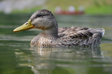 duck on a pond