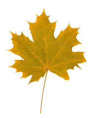 Brown leaf