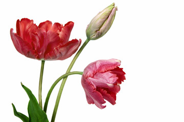 Tulip. Pinktulips, bouquet of tulips