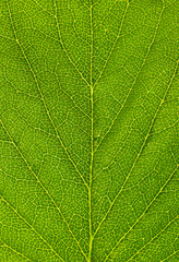 Obraz premium Leaf texture