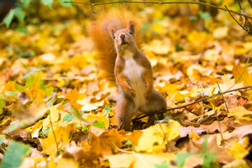 Little red eurasian squirrel