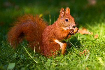 Little red eurasian squirrel - 119590565