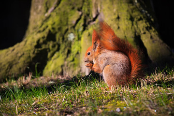 Little red eurasian squirrel