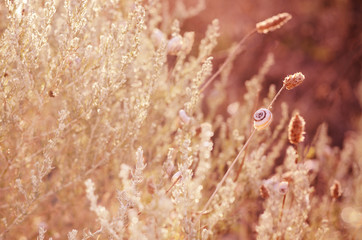 Gold Wild meadow grass under morning sunlight. Autumn field with p small snails background. Sunny seasonal backdrop for your design