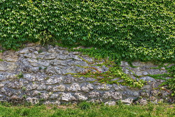 stone wall overgrown with ivy