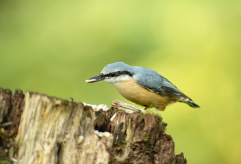  Eurasian nuthatch (Sitta europea) on the tree trunk