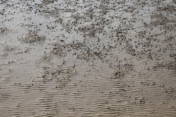 Ebbe im Wattenmeer, Ostfriesland, Nordsee, Niedersachsen, Deutschland