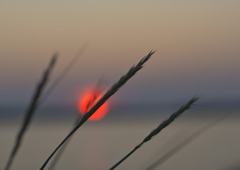 Obraz premium Hay straws as silhouette against a beautiful sunset in Finland