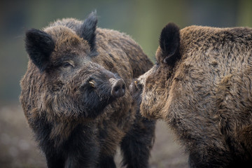 Two big wild boar males fighting in the european forest/wild animal in the nature habitat/Czech Republic