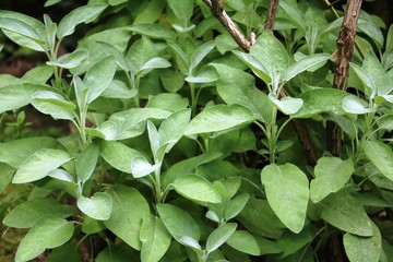 Sage plant in the garden