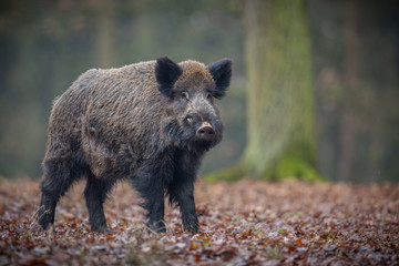 Wild boar male in the forest/wild animal in the nature habitat/Czech Republic