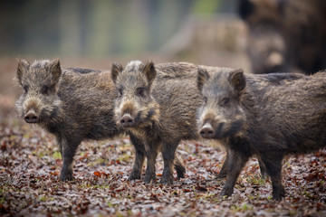Wild boar piglet brothers in the european forest/wild animals in the nature habitat/Czech Republic