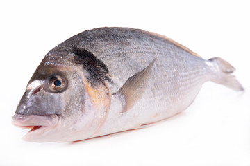 raw fish isolated