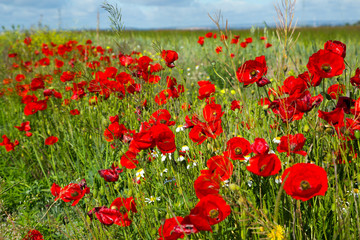 poppy flowers on uncultivated field