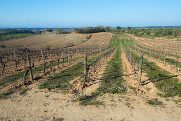 Fototapeta na wymiar landscape bare vineryard