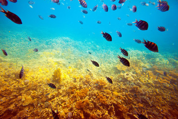 Fototapeta na wymiar tropical fishes at coral reef area