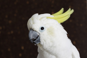 Sulphur-crested Cockatoo, Cacatua galerita,with crest up in front of white background