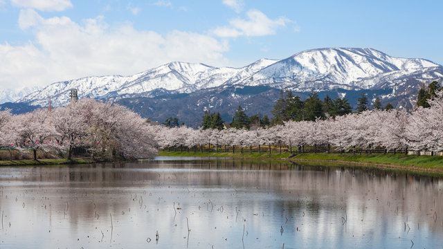 Fototapeta Cherry-blossom (Sakura) trees and Myoko Mountain.