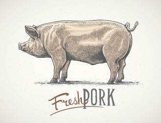 Pig in graphic style, hand-drawn Illustration.