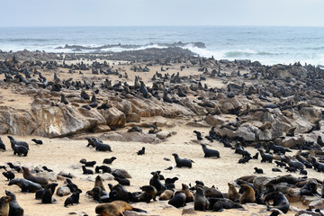 Wild cape fur seals colony, Namibia
