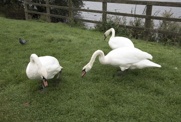Three white swans in a grass area with a wooden fence in the background. 