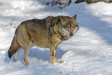 Obraz premium Adult Eurasian wolf (Canis lupus lupus) standing in the forest in snow, looking at camera, Germany
