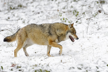 Adult Eurasian wolf (Canis lupus lupus) walking in snow, Germany