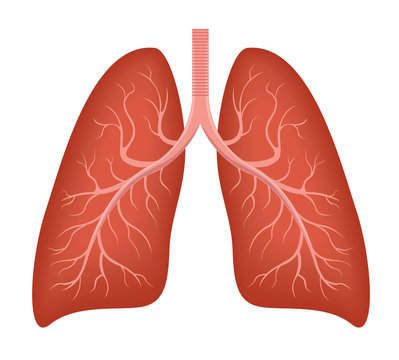 Human Lung anatomy diagram. Illness respiratory cancer graphics. Vector