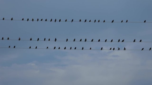 a Lot of Birds Sitting on Wires