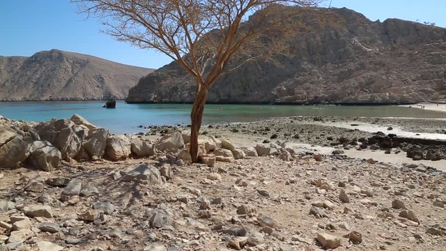 Lonely tree without leaves. Sultanate of Oman, Musandam, Gulf of Oman. Oman - arab country in southeastern coast of the Arabian Peninsula. Musandam - governorate of Oman, located on Musandam peninsula