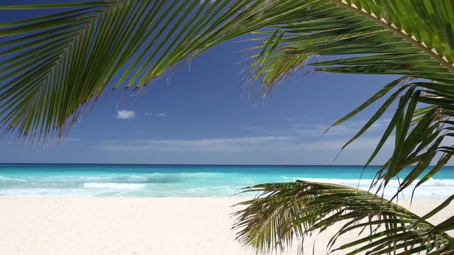Tropical beach with coconut palm tree and white sand on caribbean coastline
