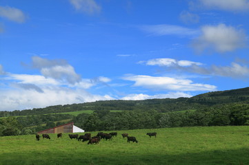 北海道　黒毛和牛のいる高原牧場
