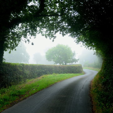 Trees along a small country road in a misty morning