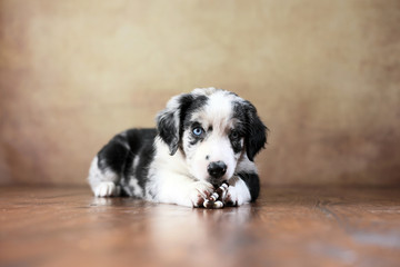 Australian Shepherd Welpe spielt mit einer Kette