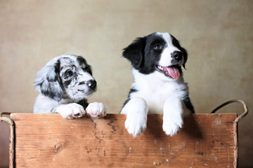 Zwei Australian Shepherd Welpen in einer Holzkiste