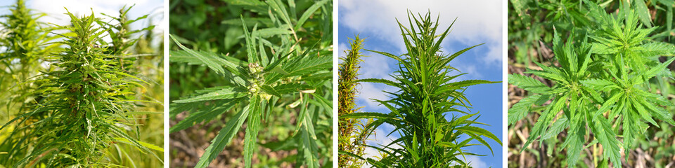 Hanf, Drogen, Cannabis