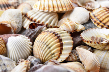  close-up  seashells and stones of many types and sizes